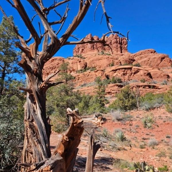 Sunlit desert landscape with red rock formations and a twisted dead tree in foreground.