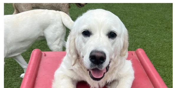 A happy dog with white fur, sitting on a red plastic stool outdoors on a sunny day.