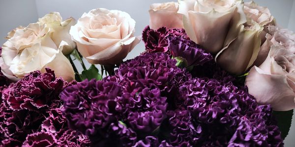 Deep mauve, carnations, purple flowers, cream flowers, flowers, fresh, spring 
