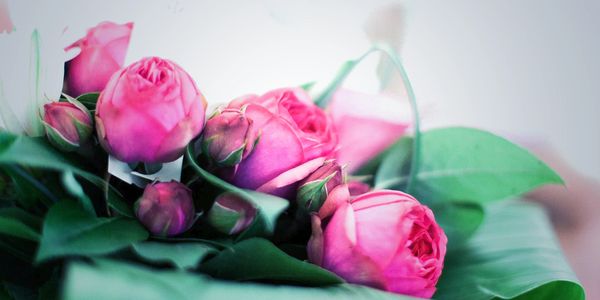 greenery, spray roses, pink, flowers, fresh, spring, hot pink
