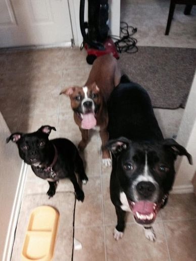 Three dogs eagerly looking up indoors on tiled floor.