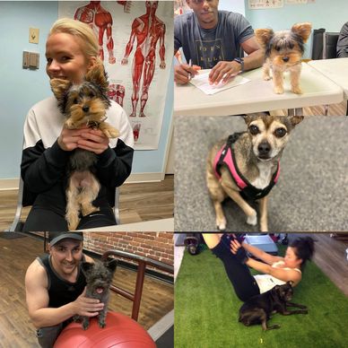 Various moments of people with small dogs in different settings.
