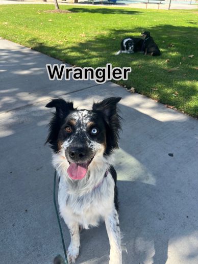 Happy dog named Wrangler sitting on a sidewalk with two dogs resting on grass in the background.