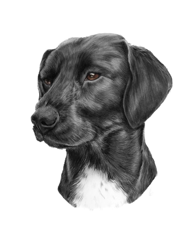 Pet Portrait Pencil Colour of Dog and Cats Baby Portraits 
