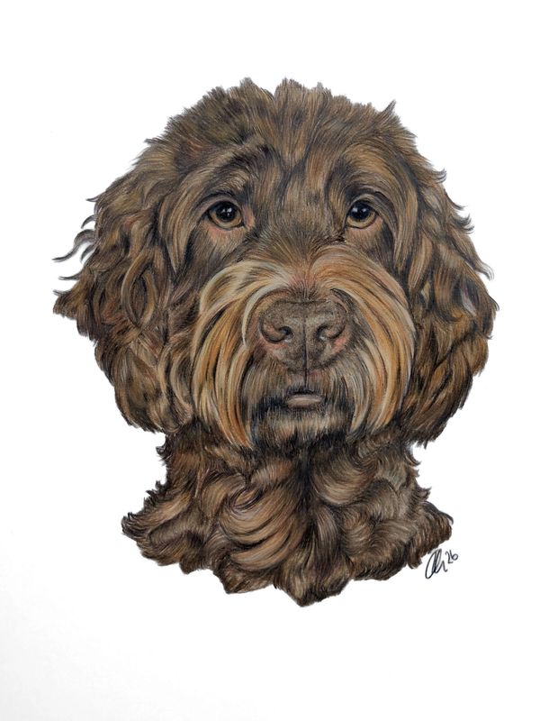 Brown Fluffy dog colour pencil hand drawn portrait