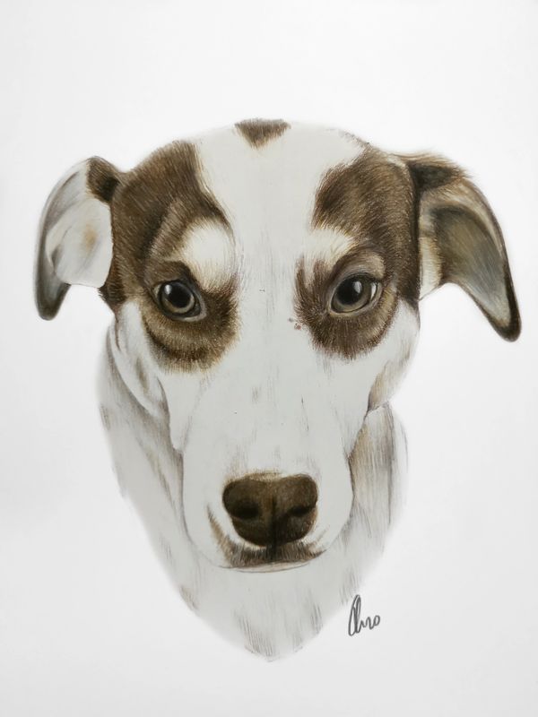 Colour portrait pencil dog portrait