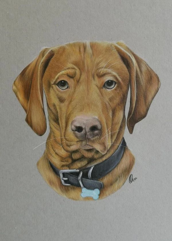 Dog Pet Portrait colour pencil gift 