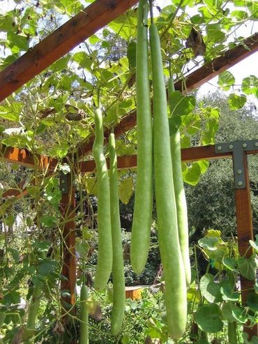 Long green hanging vegetables on a trellis.