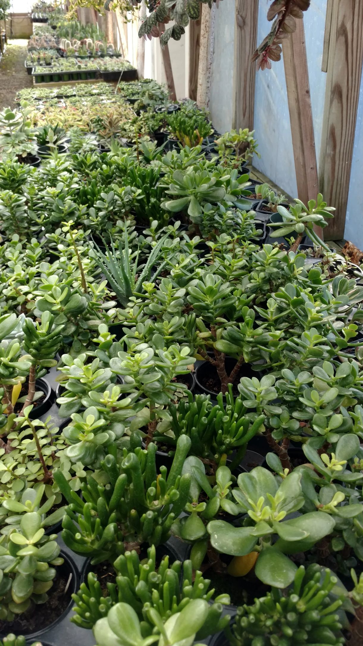 Succulent and Cactus Plants | Oakdale Greenhouses, Charlotte NC