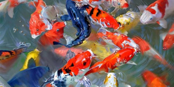 Koi Fish, Water Plants, Aquatics | Oakdale Greenhouses ...