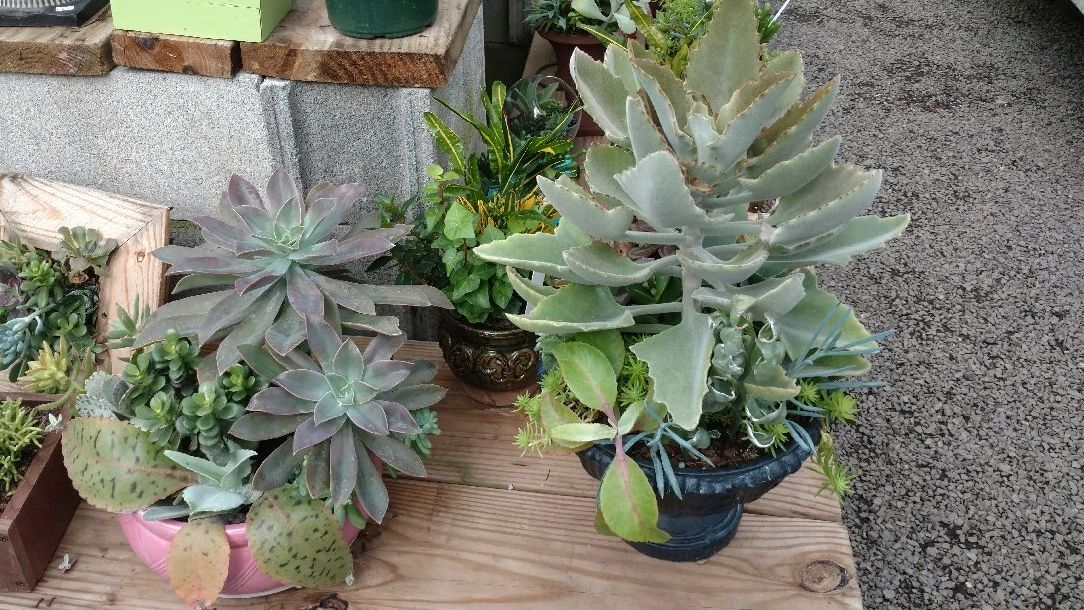 Succulent And Cactus Plants Oakdale Greenhouses Charlotte Nc Oakdale Greenhouses Charlotte Nc