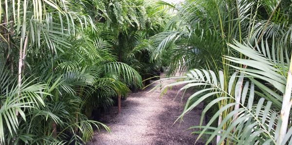 Palm Trees Greenhouse Charlotte