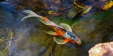 Butterfly Koi Fish Charlotte NC