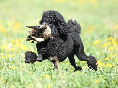 Poodle duck hunting