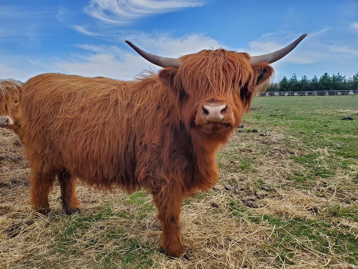 Highland Cattle on Field