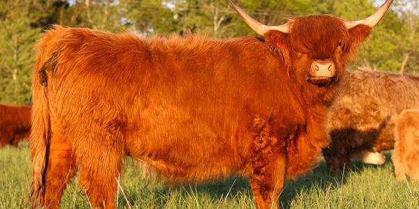A Highland cow with long reddish hair standing in a grassy field.