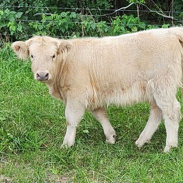 Heartland Highland Cattle Association - Red Colored Highlands