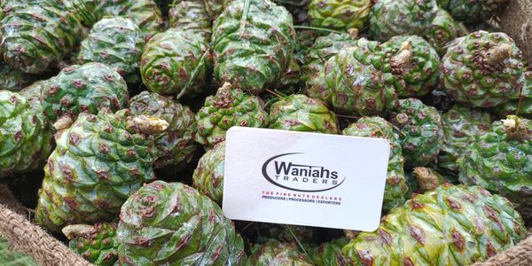 Pine Nuts Cones 