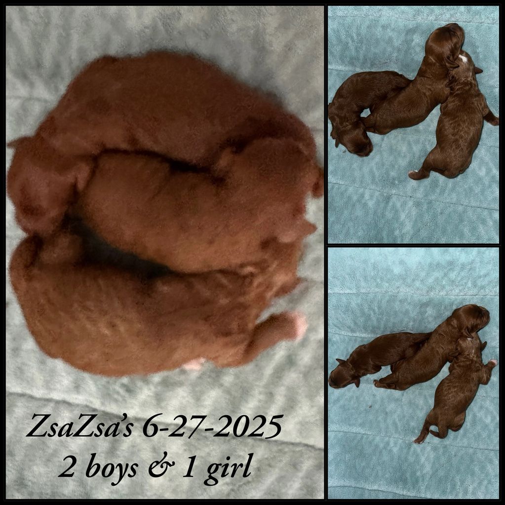 ZsaZs with Sunny
DOB: June 27, 2025
One red girl
Two red boys
Estimated adult weight: 14-20#’s 
