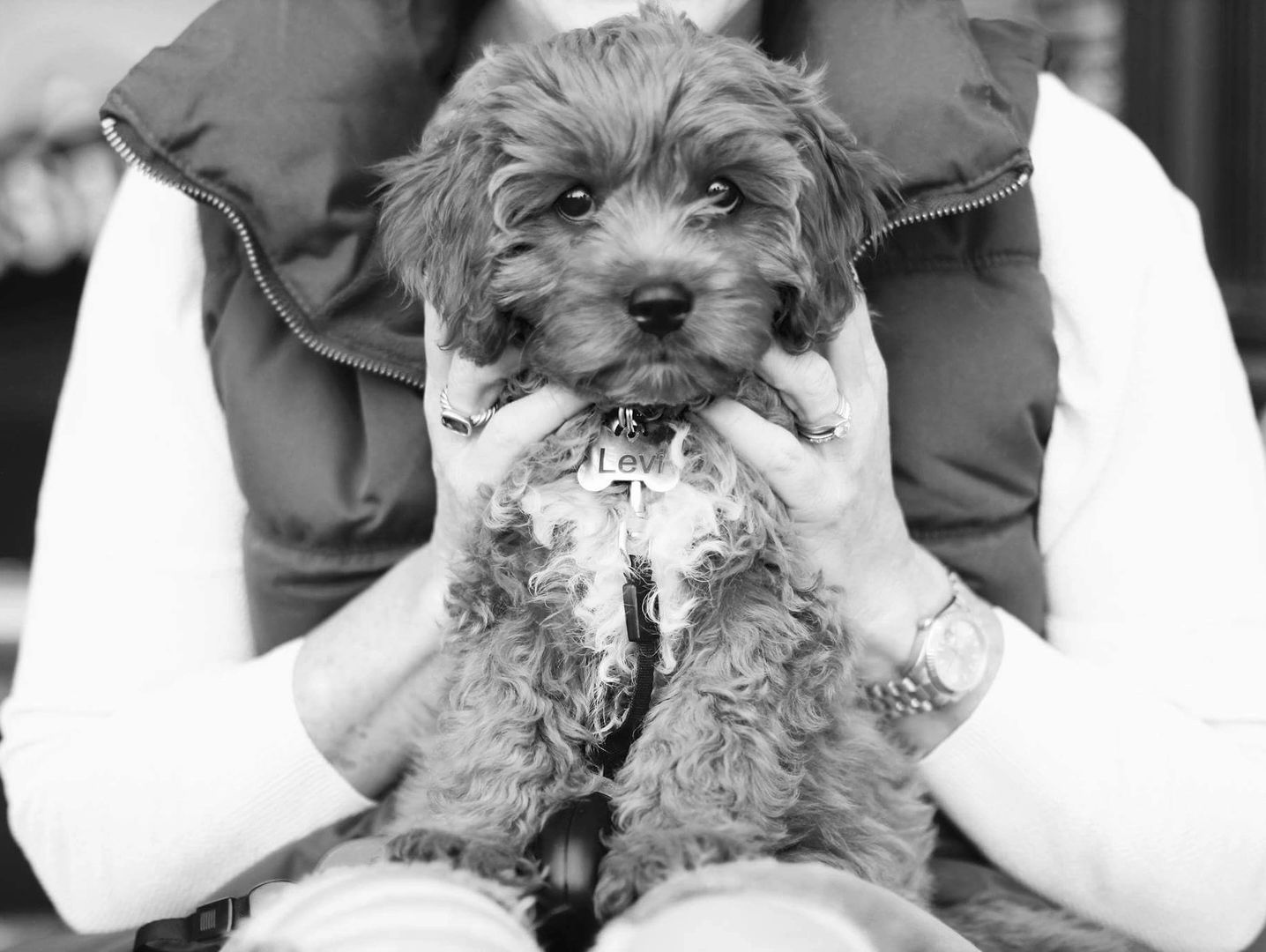 Cavapoo