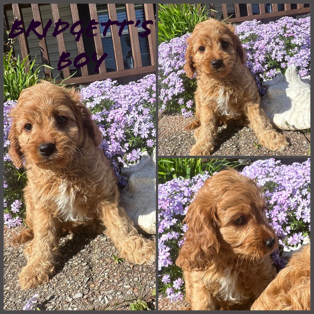 Bridgett with Sunny
DOB: 01-26-2026
Estimated adult weight: 14-20#’s