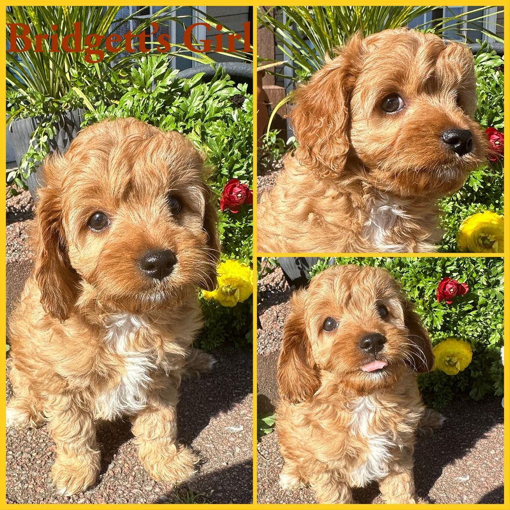 Prissy with Mr. Handsome
DOB: 01-19-2026
Estimated adult weight: 15-18#’s