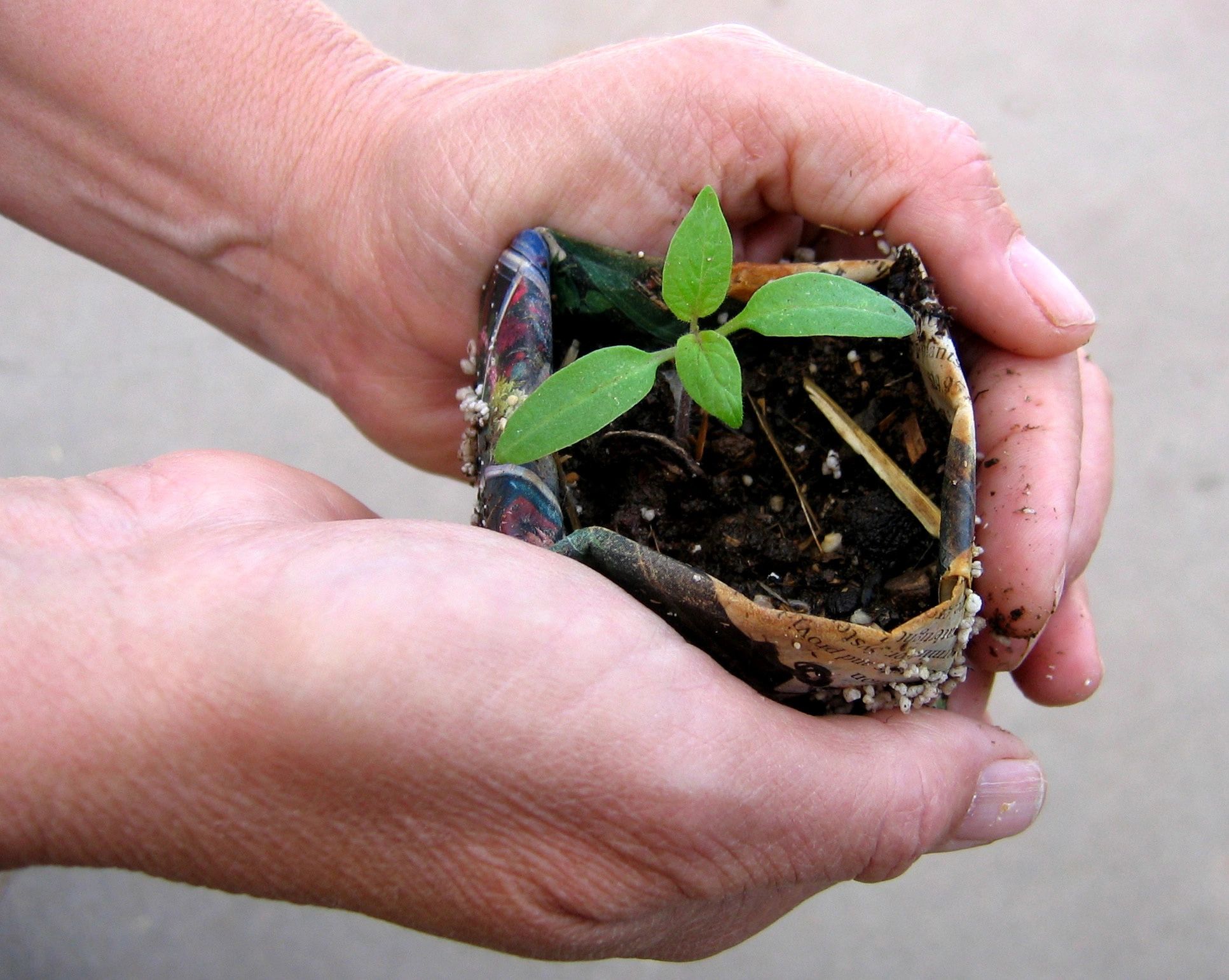 Holding a tomato seedling