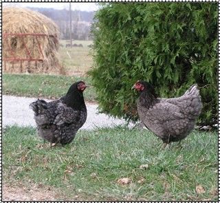 Jersey Giant Hatching Eggs- 12 – Fuzzy Nugget Farm