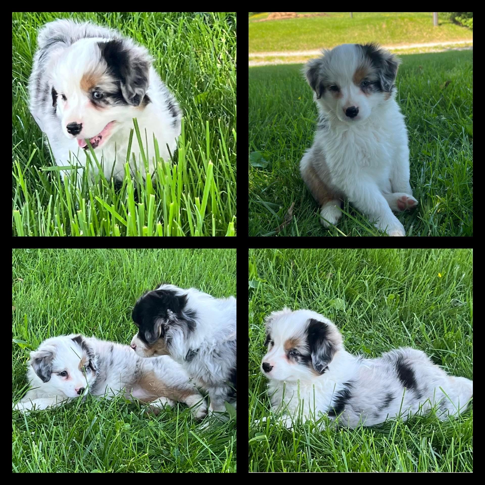 peggyspuppies, image size:1920x1920