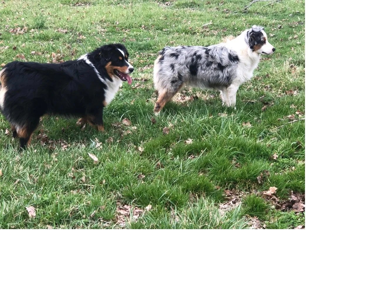 This is Heidi's parents: 
Cooper x Lilly