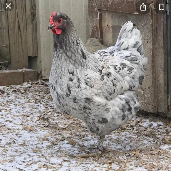 Beautiful Splash Jersey Giant hen!