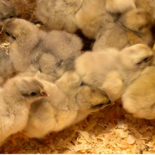 A group of fluffy, yellow baby chicks clustered together.