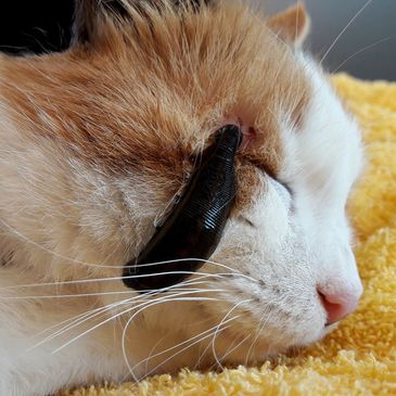 Leech Therapy for Cats - www.LeechesforPets.com
Buy Live Leeches for Cats' Health