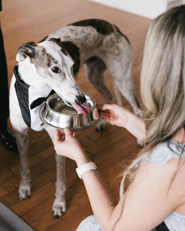 A dog in a tuxedo drinks water from a bowl held by a woman.