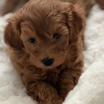 Adorable brown puppy resting on a soft white blanket.