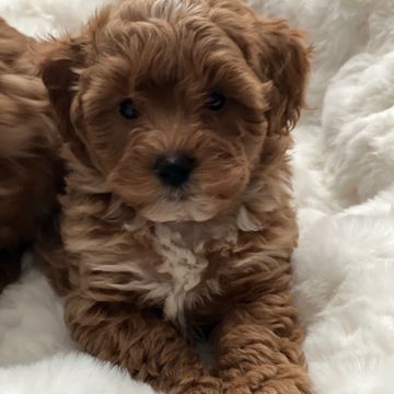 Fluffy brown puppy resting on a soft white blanket.