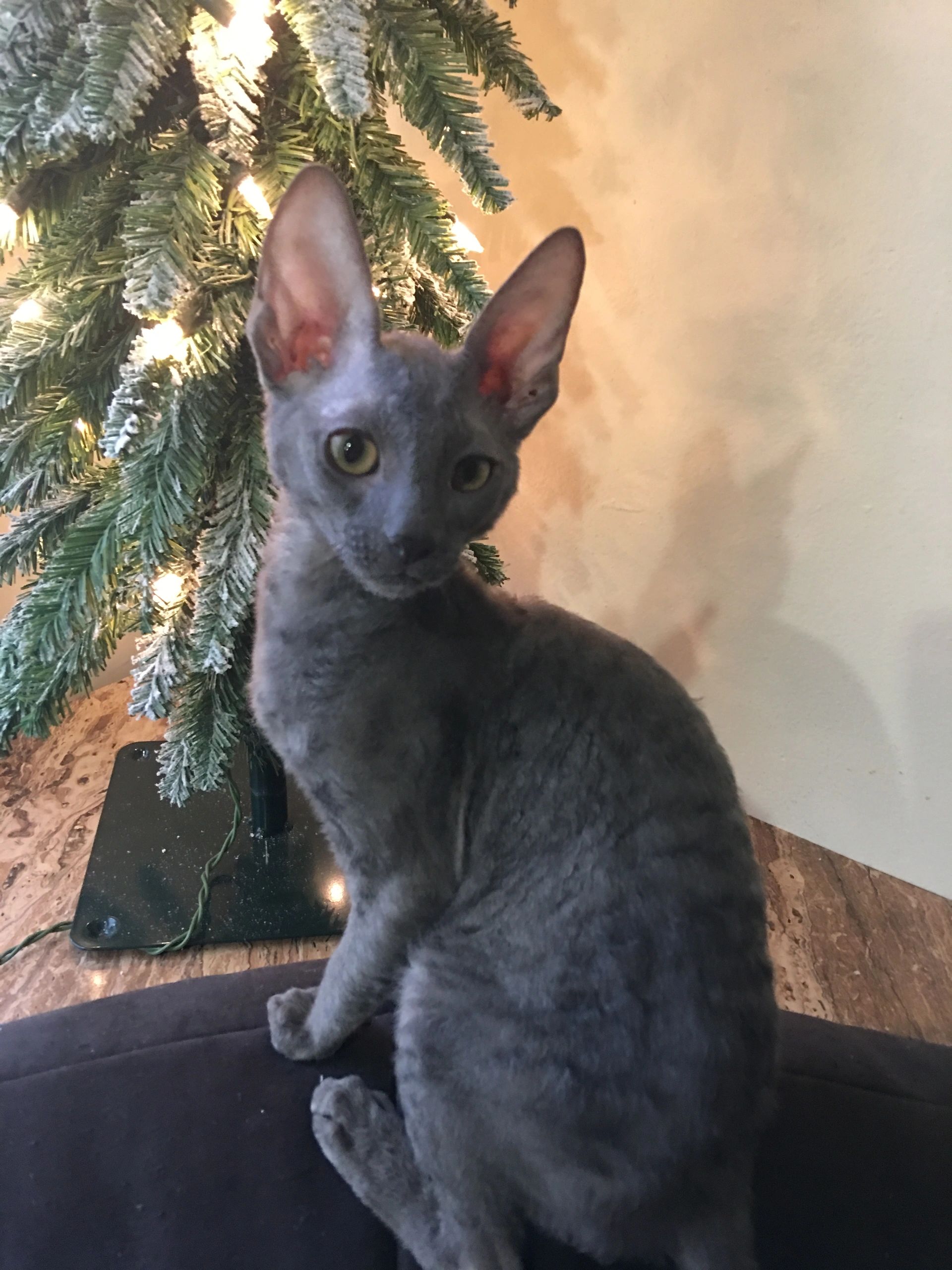 Godspeed Cornish Rex