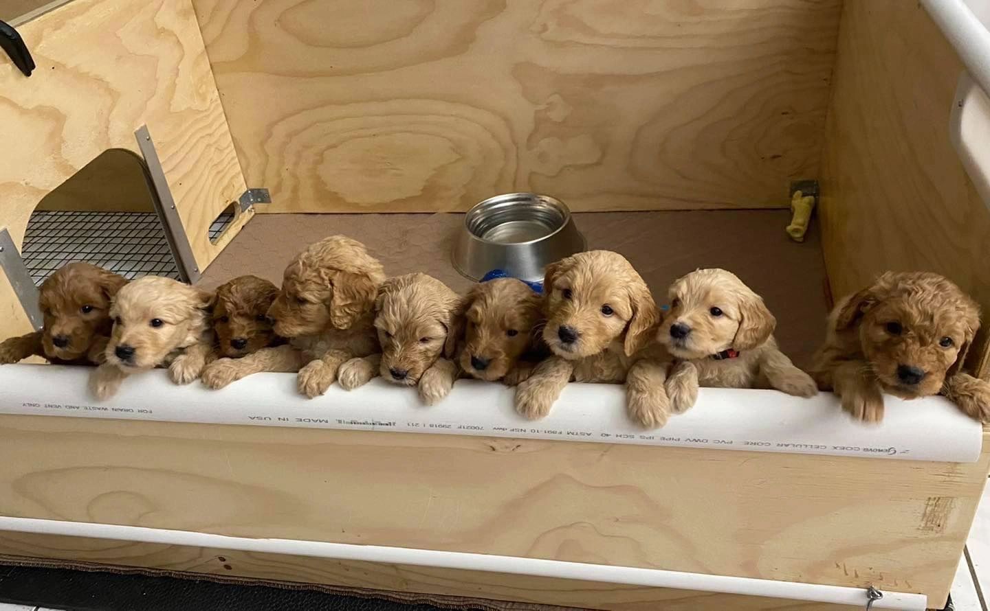 Cajun labs and doodles breeder f1b goldendoodles medium standard