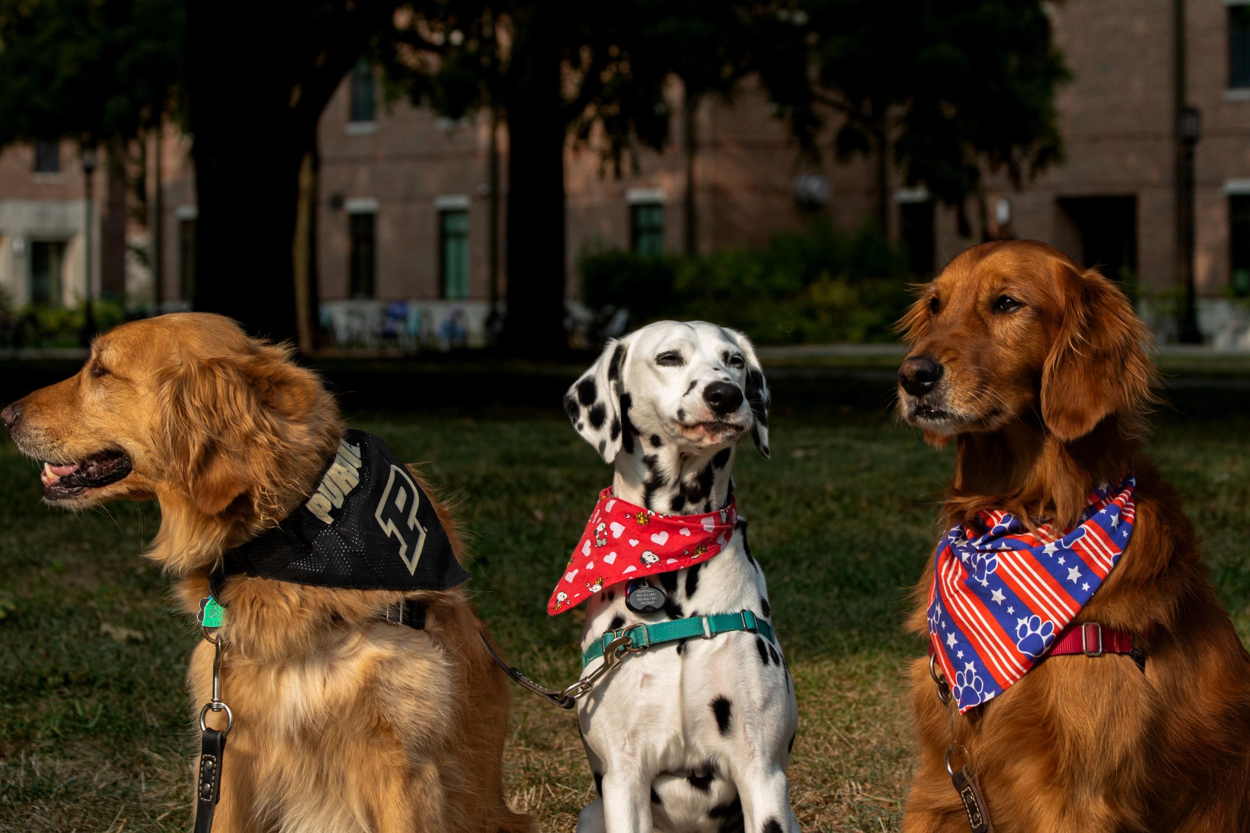 Three dogs pose next to each other
