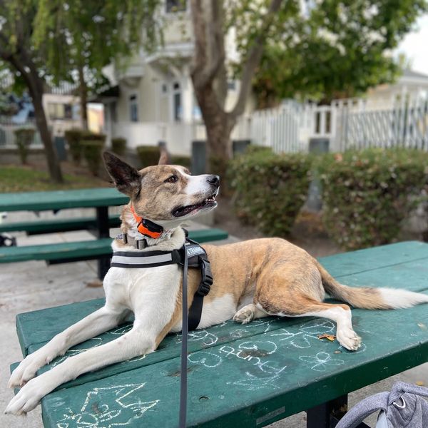 Nakita, a brindled whippet-husky mix, laid atop a park table, looking over her shoulder with a big s