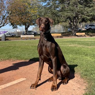 Floki, the giant brown doberman sitting in a park looking into the camera
