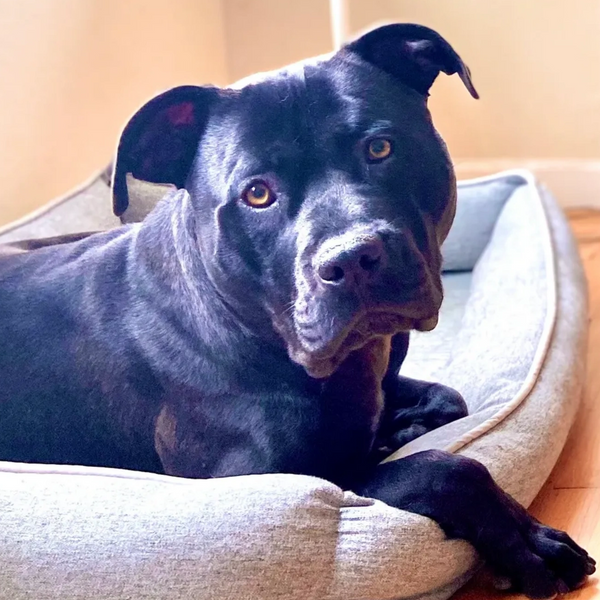 Raymond, the demo dog for Pack Leader Training and is a black panther Pitt bull