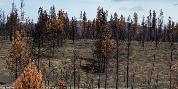 We buy land in any condition. This is what the East Troublesome fire left behind in Grand Lake 2020 
