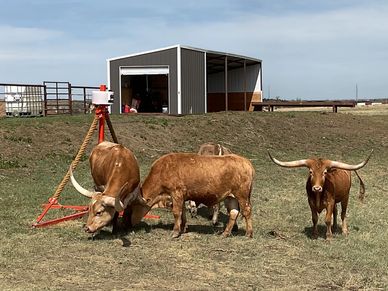 Cattle of all sizes hanging around a cattle oiler