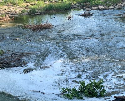 A flowing river with white water and green plants along the bank.