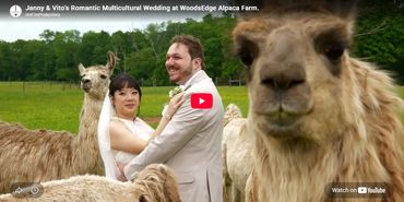Janny & Vito’s Romantic WoodsEdge Alpaca Farm Wedding Film.