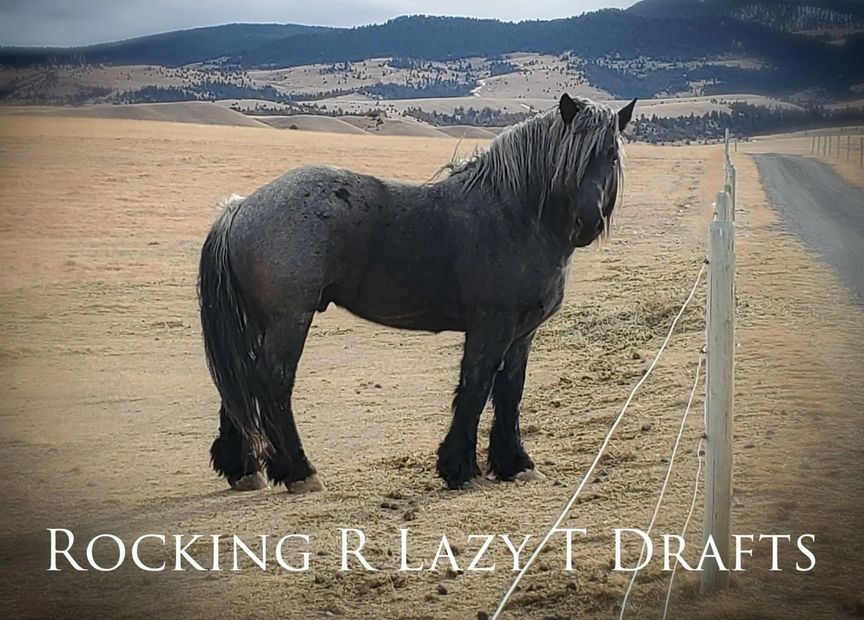 American Brabant Stallion