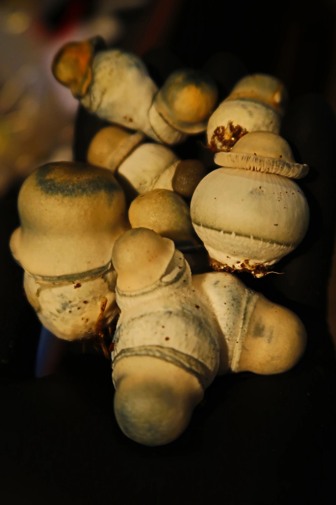 A.P.E  Bombs