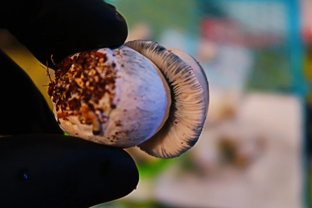 Gills & Transparent Spores