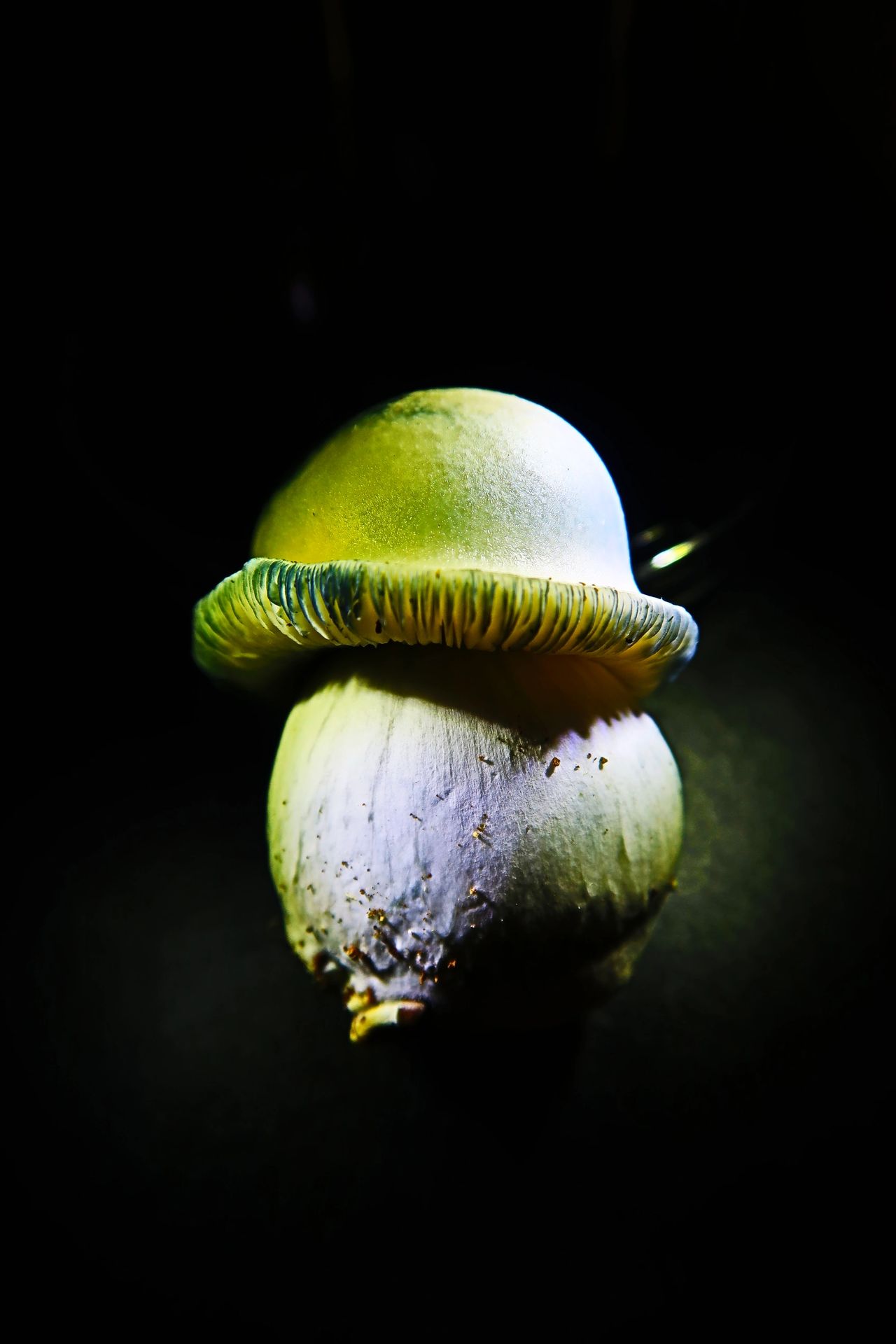The King Kong of Cubensis